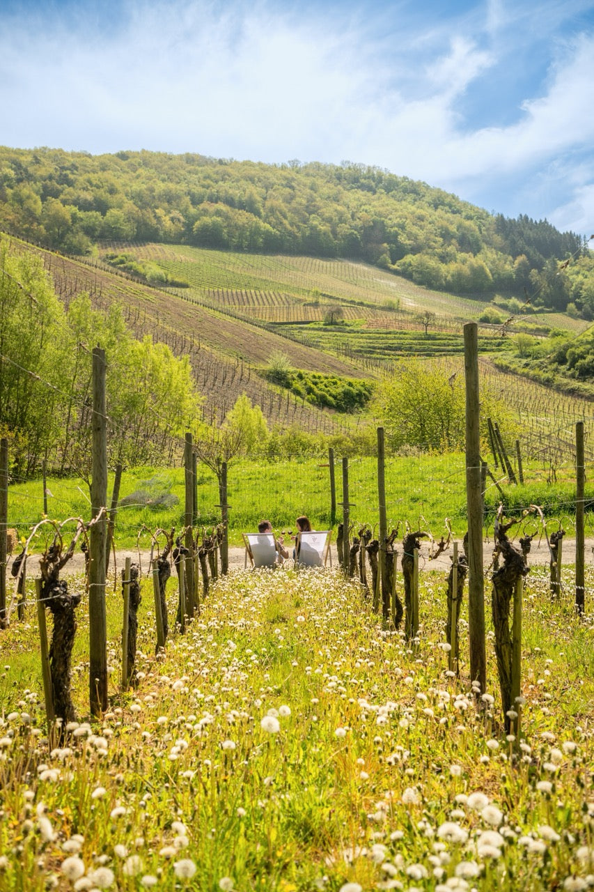 Genuss im Weinberg zum Weinfrühling